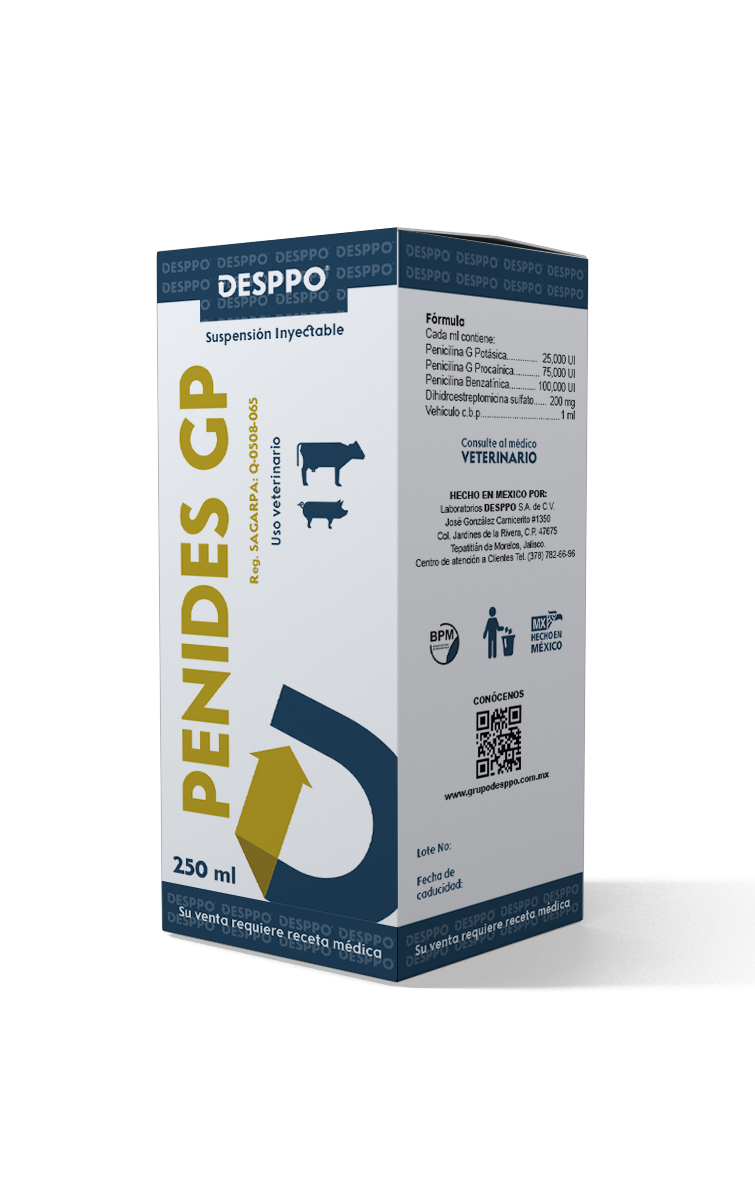 penides-gp5e4